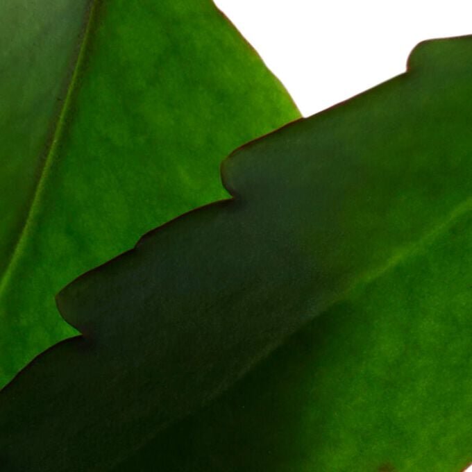 Fresh Scrub – erfrischendes, peelendes + glättendes Creme-Gel-Gesichtspeeling