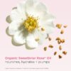 Lippenöl-Balsam Feuchtigkeitsspendender Peptid-Balsam